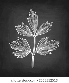 Lovage herb. Chalk sketch on blackboard background. Hand drawn vector illustration. Retro style.