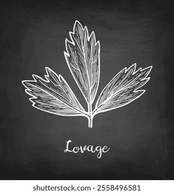 Lovage herb. Chalk sketch on blackboard background. Hand drawn vector illustration. Retro style.