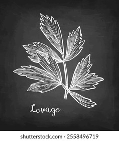 Lovage herb. Chalk sketch on blackboard background. Hand drawn vector illustration. Retro style.