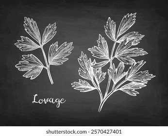 Lovage herb. Chalk sketch on blackboard background. Hand drawn vector illustration. Retro style.