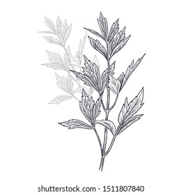 Lovage. Illustration of garden fragrant herbs. Spice for flavouring food. Isolated black image of plant on a white background. Vector sketch.