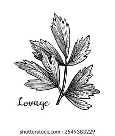 Lovage. Ink sketch isolated on white background. Hand drawn vector illustration. Retro style.