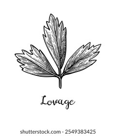 Lovage. Isolated ink sketch. Hand drawn vector illustration. Retro style.