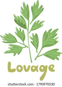 Lovage, levisticum officinale. Culinary and medicinal herb. Hand drawn botanical vector illustration. Playful design style, salad ingredient. Cute culinary herb icon. Isolated spice object.