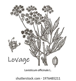 Lovage -levisticum officinale, culinary and medicinal herb. Hand drawn botanical vector illustration