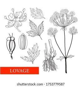 Lovage. Levisticum officinale Koch. Botanical illustration. folk medicine, treatment, aromatherapy, packaging design, field bouquet. Medicinal plants. Coloring book Antistress. Vector illustration iso