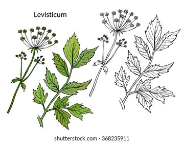 Lovage.  Levisticum officinale. Medicinal herb, flowers with leaves. Vector illustration