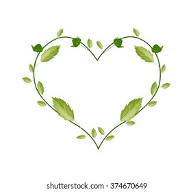 Love Concept, Illustration of Fresh Green Leaves with Flower Buds Forming in A Beautiful Heart Shape Isolated on White Background.