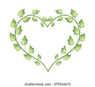 Love Concept, Illustration of Fresh Green Leaves Forming in Beautiful Heart Shape Isolated on White Background.