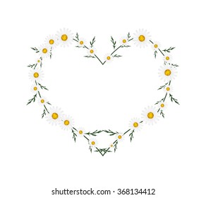 Love Concept, Illustration of Fresh White Daisy Flowers Forming in Heart Shape Isolated on White Background.