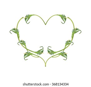 Love Concept, Illustration of Green Anthurium Flowers or Flamingo Flowers Forming in Heart Shape Isolated on White Background.