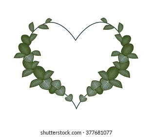 Love Concept, Illustration of Green Argyroneura Plants Forming in Heart Shape Isolated on White Background.