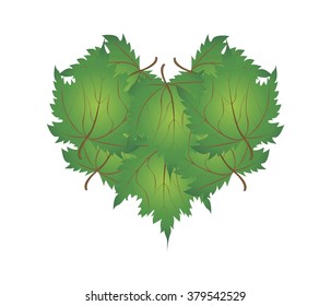 Love Concept, Illustration of Green Maple Leaves Forming in Heart Shape Isolated on White Background.
