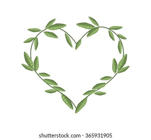 Love Concept, Illustration of Heart Shape Frame Made of Fresh Green Vine Leaves Isolated on A White Background.