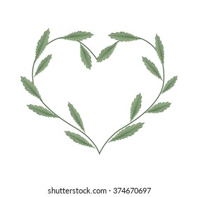 Love Concept, Illustration of Heart Shape Frame Made of Evergreen Leaves Isolated on White Background.