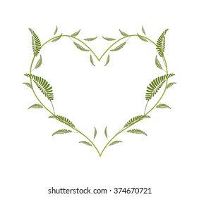 Love Concept, Illustration of A Heart Shape Frame Made of Fresh Green Leafy Leaves Isolated on White Background.