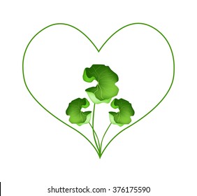 Love Concept, Illustration of Heart Shape Frame in Fresh Asiatic Pennywort Plants Isolated on White Background.