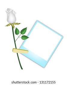 Love Concept, Illustration of A Lovely White Rose with Blue Blank Instant Photo Prints or  Frames Isolated on A White Background