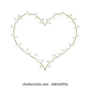 Love Concept, Illustration of White Stephanotis Floribunda Flowers or Madagascar Jasmine Flowers Forming in Heart Shape Isolated on White Background.
