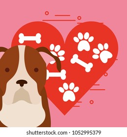 love dog pet