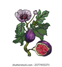 I love figs. Vector illustration of a fig. A  figs of wild berries. Print logo blank for the designer