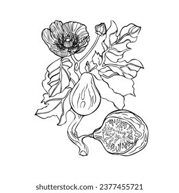 I love figs. Vector illustration of a fig. A  figs of wild berries. Print logo blank for the designer