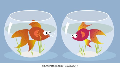 Love at first sight. Cartoon goldfish smitten by a girl fish sitting in the another fishbowl, vector illustration, EPS 8, no transparencies