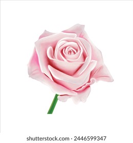 love pink rose flower illustration graden flower illustration design flora patten  