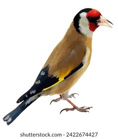 
Lovebird Domestic Canary European