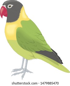 lovebird parrot on a white background