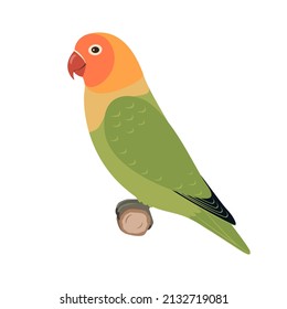 Lovebird parrot sitting on a branch. Vector illustration of multicolored lovebird parrot sitting on a branch isolated on a white background. Side view, profile.