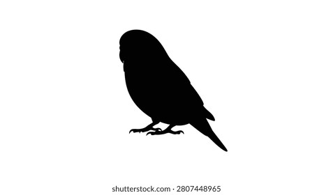 Lovebird Silhouette Against A White Background avian