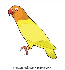 lovebird vector and illustration cartoon