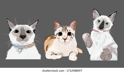 Lovely 3 Cats brown blue eyes