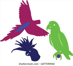 Lovely bird vector illustration. Isolated on white background. Cockatiels.