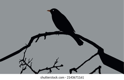 Lovely blackbird silhouette standing on a branch.