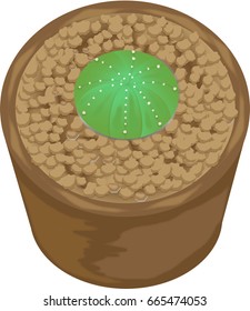 lovely cactus ball