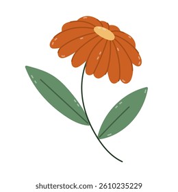 Lovely cartoon growing gerbera daisy with orange petals and leaves on stem. Romantic blooming wild meadow flower. Springtime wildflower isolated. Vibrant floral clipart for Easter, Valentine design.