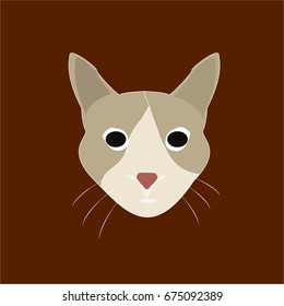 lovely cat  