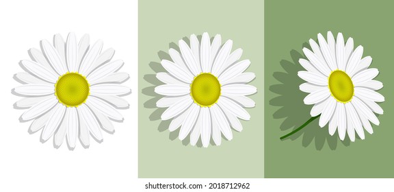 Lovely chamomile flower with white petals. Summer flower isolated on background. Medicinal plants. Realistic vector