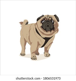 Lovely chubby wrinkled pug dog. Cute friendly purebred pet animal with short beige coat and curled tail cartoon vector illustration isolated on white background