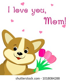 Lovely corgi puppy holds in his paws three pink tulips, congratulates with his mother's day, in the style of cartoons.