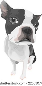 Lovely Dog