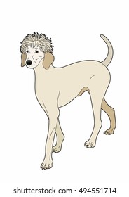 Lovely dog