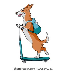 Lovely Dog Breed Corgi rolls on a scooter with a backpack. vector illustration