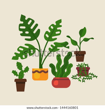Lovely flat design vector domestic plants featuring swiss cheese plant, 
 sansevieria, cactus and more
