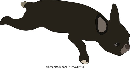 Lovely french bulldog