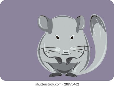 Lovely grey chinchilla