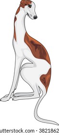 Lovely greyhound. Vector