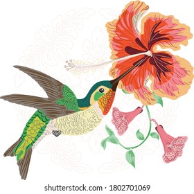 Hermosas mariposas Hummingbird con Hibiscus y flores de trompeta en el fondo de Lace